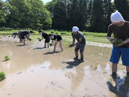 「田植え＆稲刈り研修」の様子です