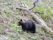 ヒグマ調査