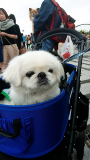 保護犬のコロンちゃん。事業説明会にも出席しちゃうくらい働き者さん♪