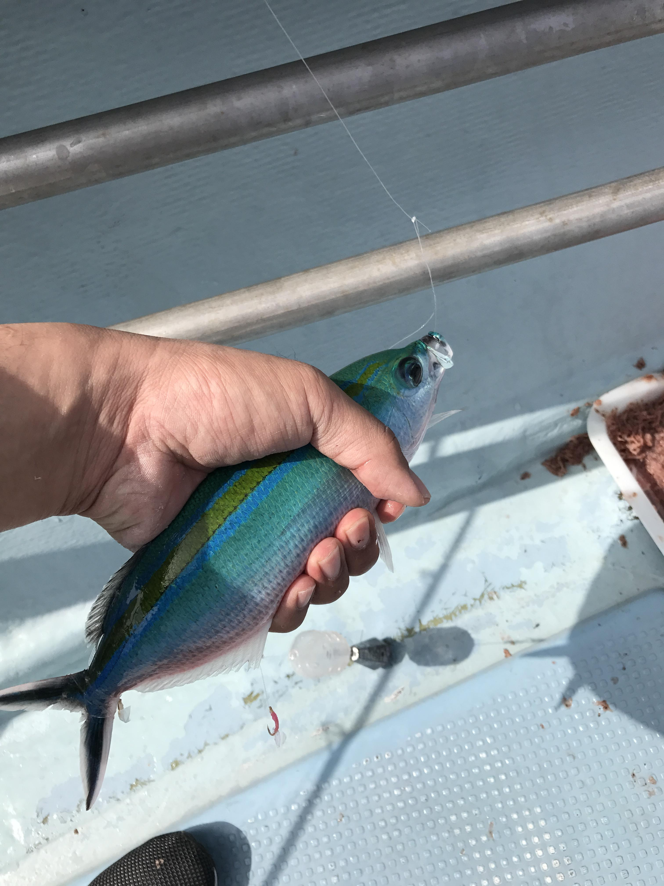 【Vol.4】旅するアドバイザーin沖縄〜週末に釣りをして、ぐるくんが可愛かった件〜