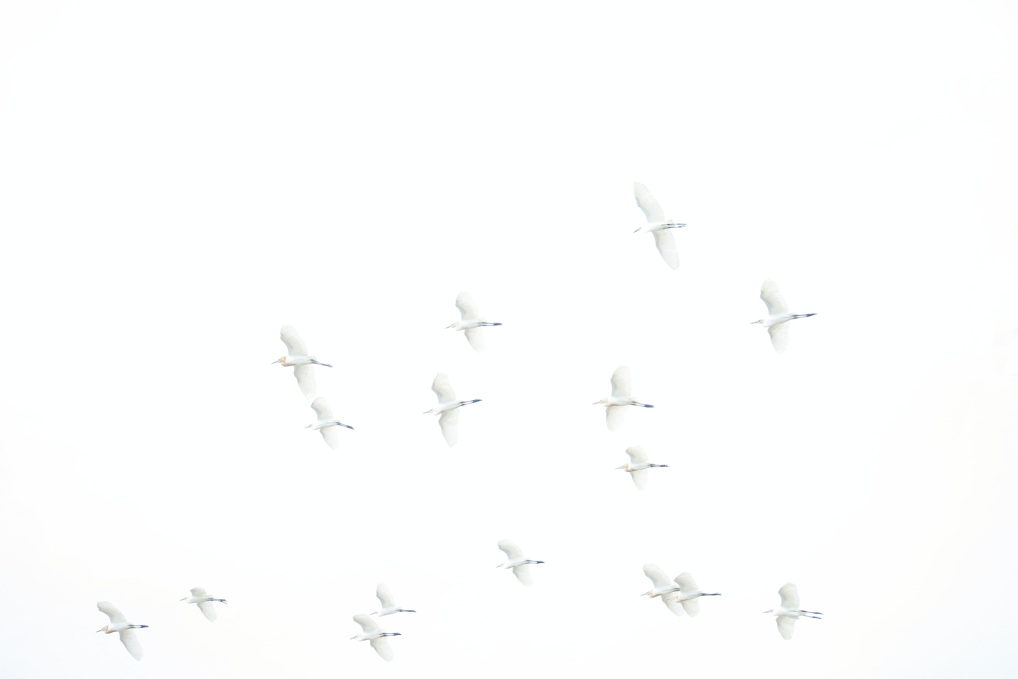 ダーウィンの夢のつづき