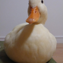 白石 洲人