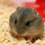 mo thay chuot la diem gi