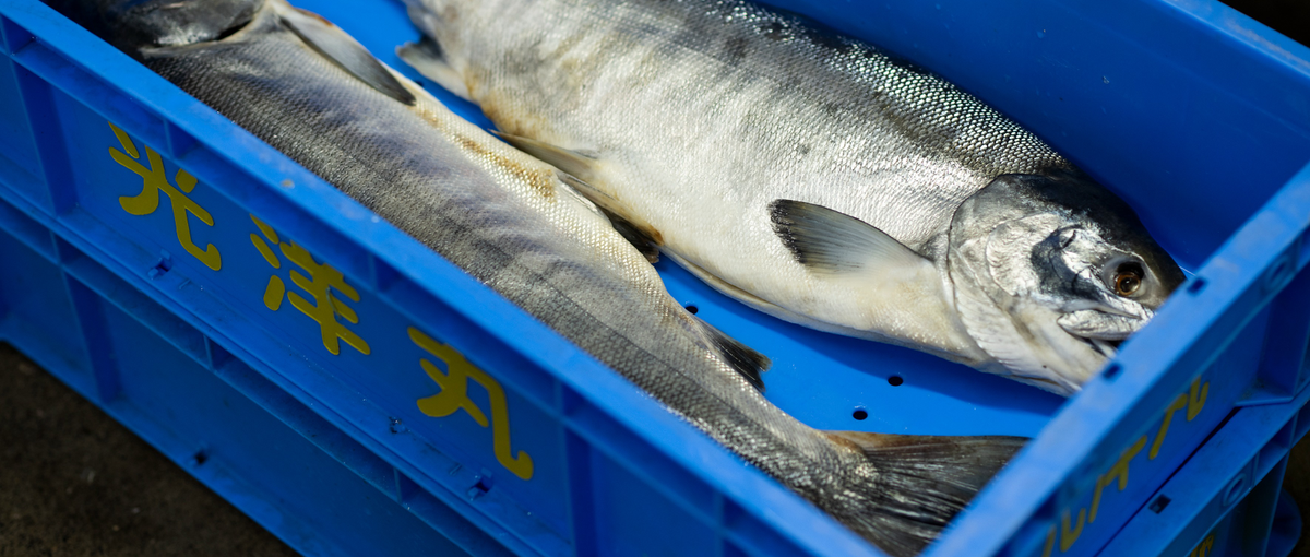 世界遺産で働ける｜日本の秘境、知床の魅力を世界中に伝える｜新卒