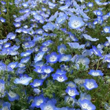ルワンビセツ アリサ