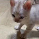 若林 陽菜