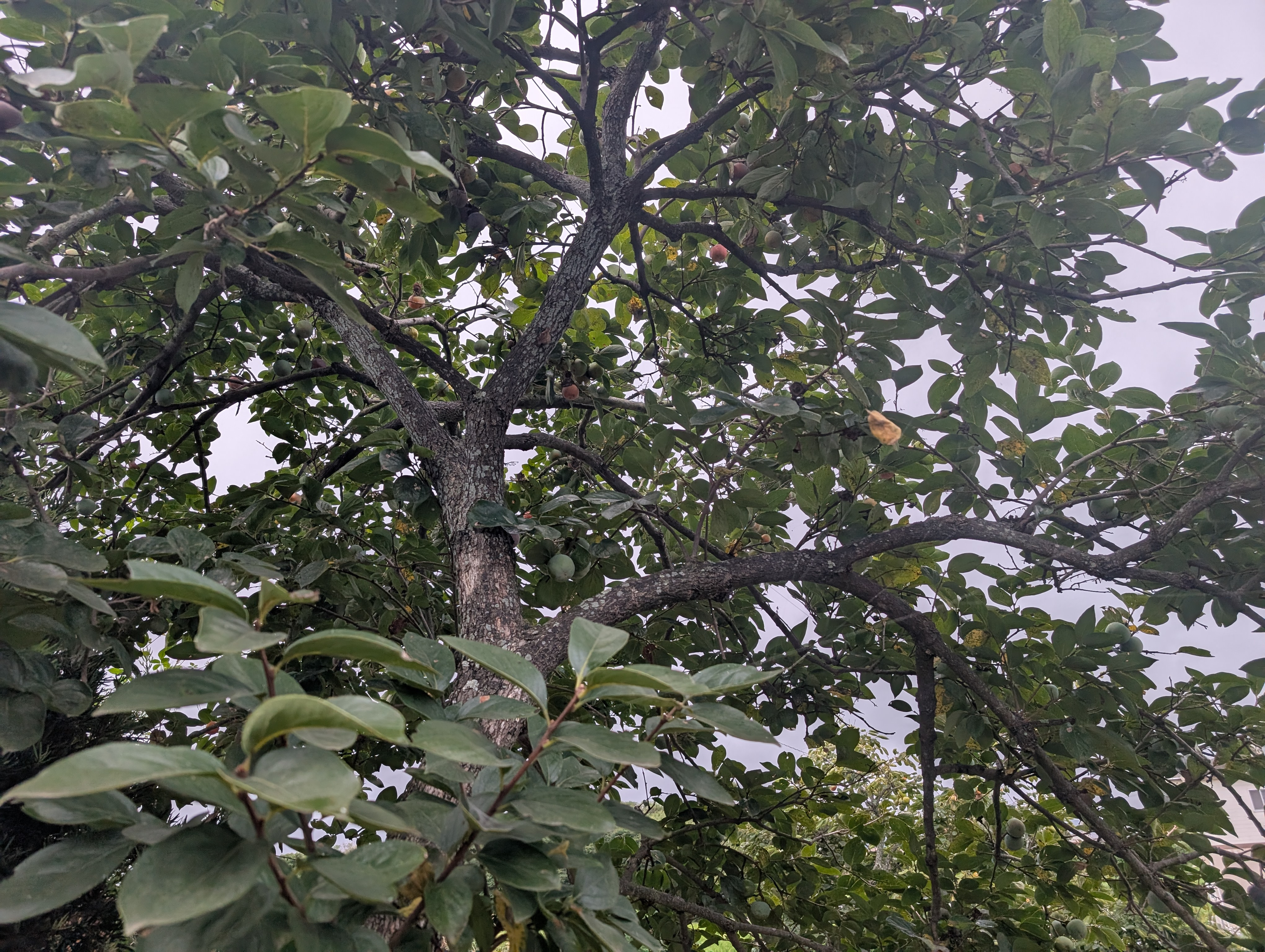 エンジニアとしての小さな実