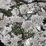 真衣 合志