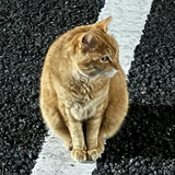 加藤 孝政