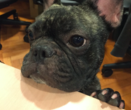 社員犬が現れた！！わんっ