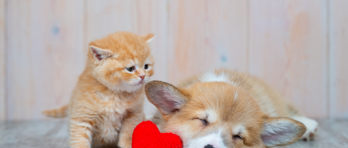 動物業界の人材支援や経営サポートをおこなっています！TYLの仲間大募集！