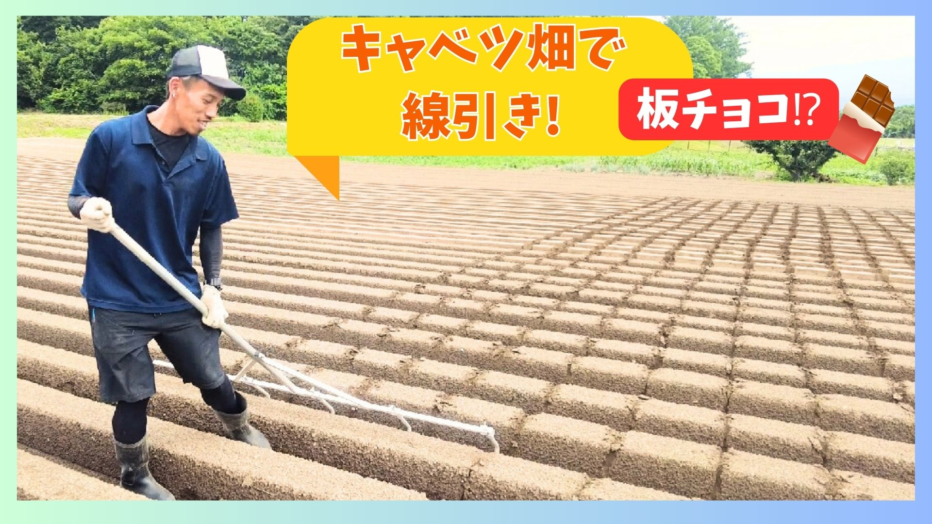 キャベツ畑の線引き