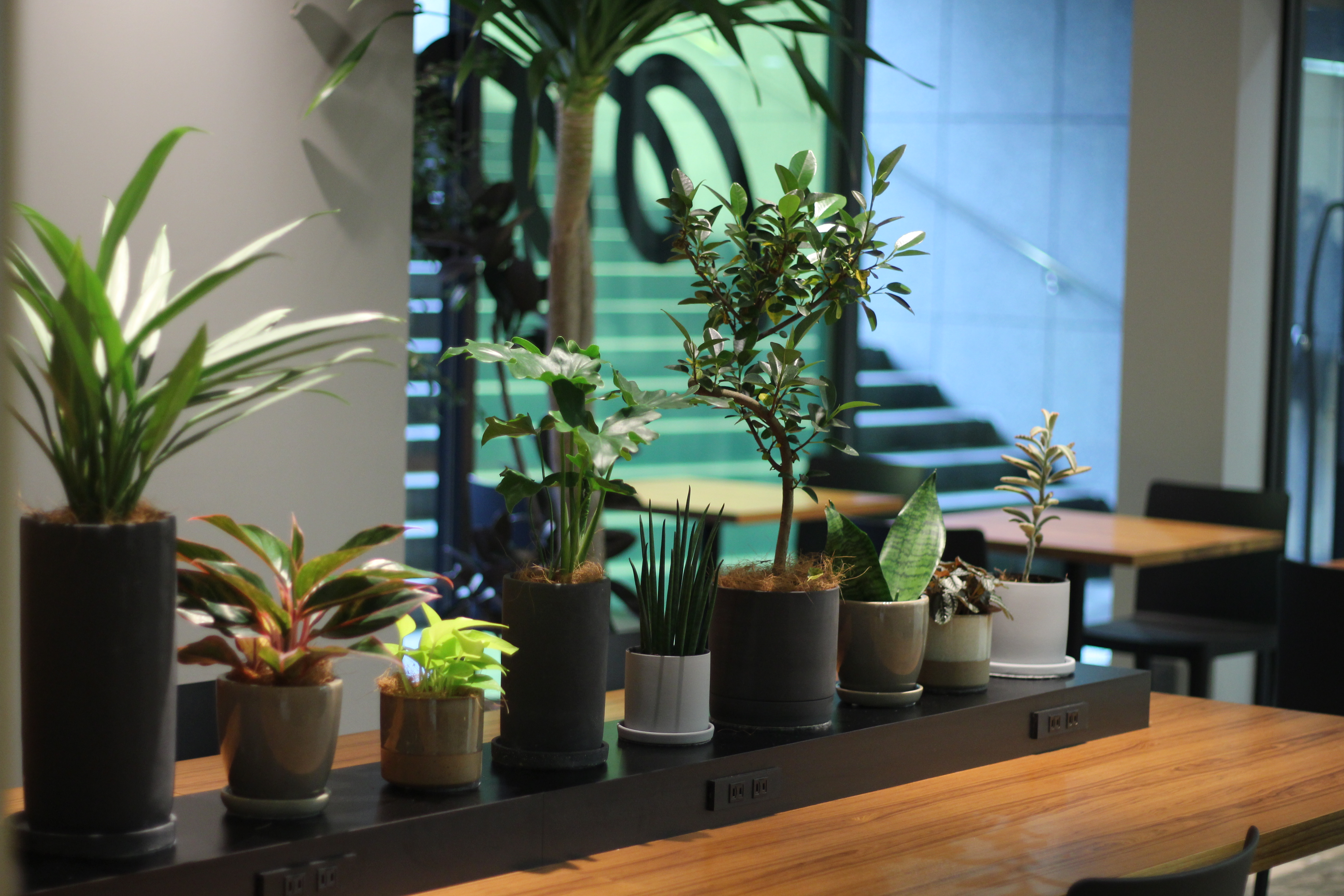 異文化共生コミュニティ “CO&CO” がユニバーサル園芸社とグリーン提案で業務提携