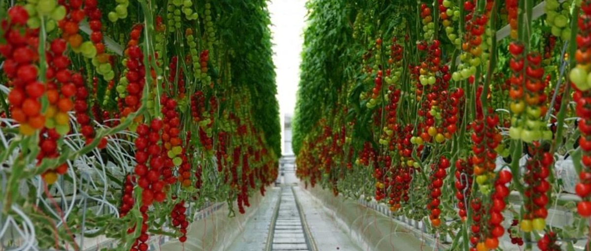 兵庫｜スマート農業の最前線！生産性向上の変革に挑む意欲ある仲間を歓迎！