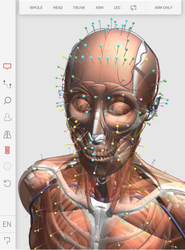バーチャル経絡経穴人形「3D Acupoint」