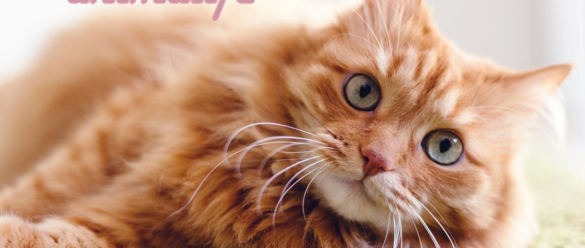 ペットテック×自社サービスをグロース！全国のモバイルアプリエンジニア募集中