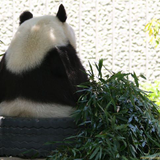Noboru Sakakibara