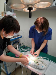 獣医師と動物病院スタッフが協力して仕事している風景