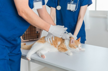 人の健康も、動物の健康も。医療営業の仕事でできること。