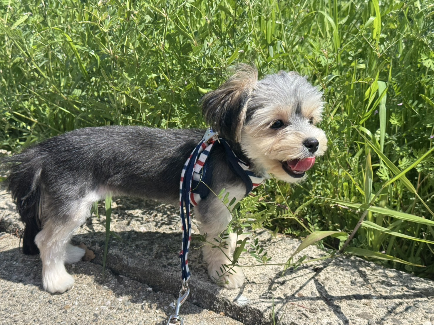 🐶ココちゃん　カット✂️