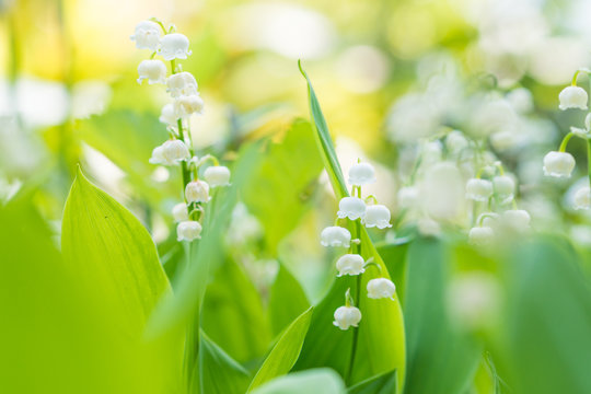 【エンジニア必見！】SESって何の会社？SESでのキャリアの魅力とともにご紹介します！