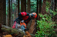 フォレストワーカーの伐採シーン