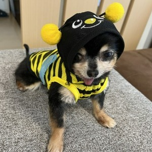 人見 のどか