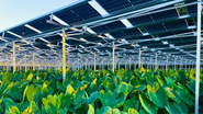 実際の営農型太陽光発電所の様子。気候変動に悩まされる農業。しかしパネルの下だからこそ、立派に作物が育ちます。