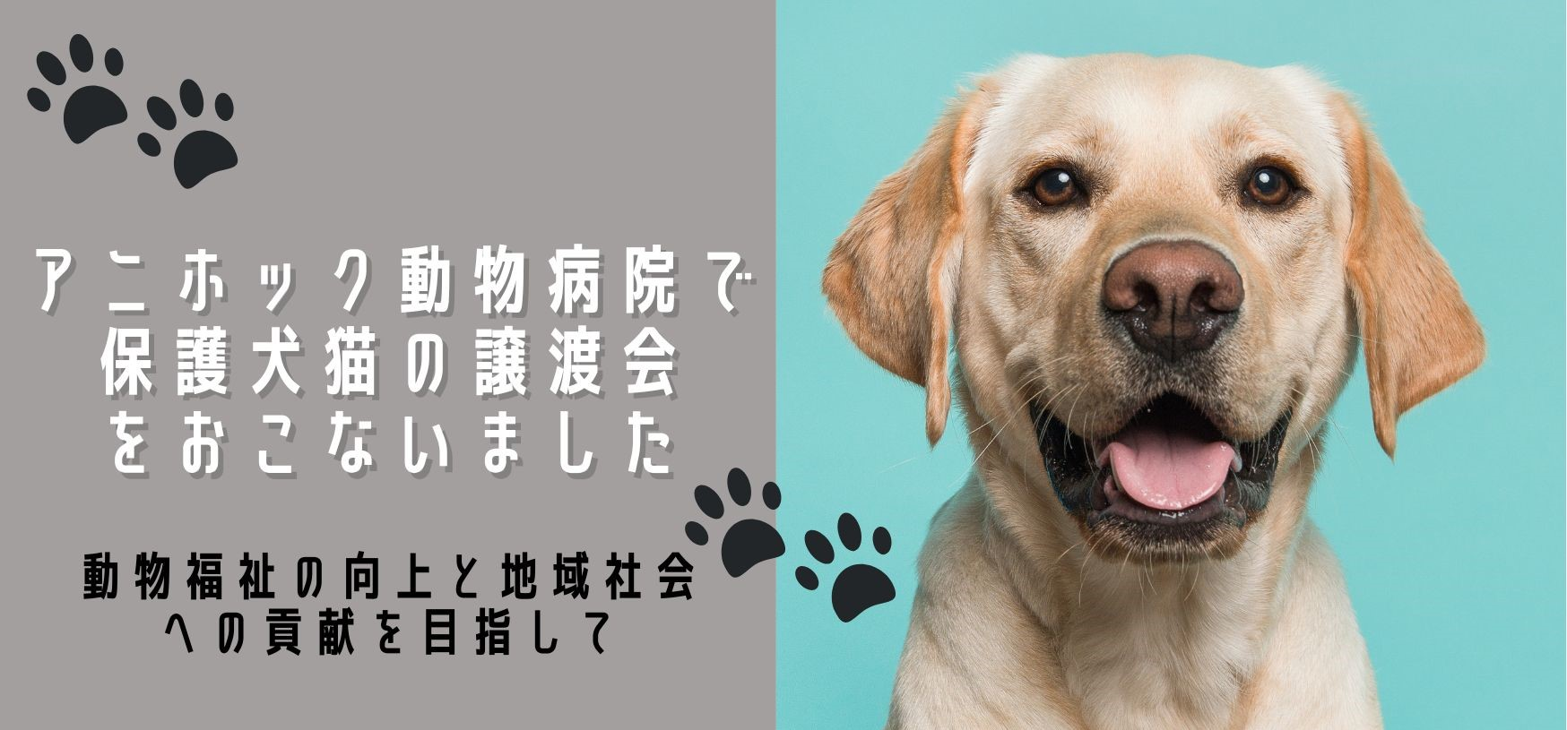 【イベントレポート】弊社が運営するグループ動物病院のアニホック動物病院で保護犬猫の譲渡会をおこないました