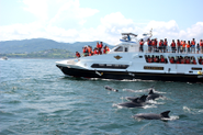 世界有数の遭遇率90％以上を誇る天草のイルカウォッチング