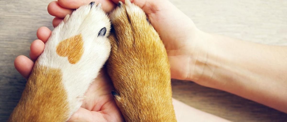 オープンポジション：動物病院向け経営支援の企画営業に挑戦してみませんか？	