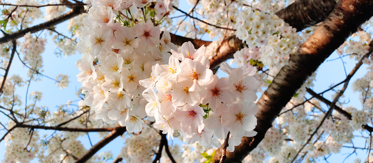 京都支社のメンバーでお花見ランチをしました！