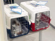 空輸で地方からレスキュー