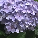 廣田凌我