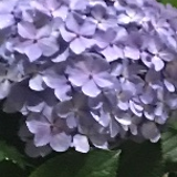 廣田凌我