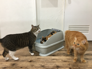 実験のようす。ねこファーストをテーマに、ねこへの優しさを最優先にした製品です。
