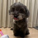 T Chisato