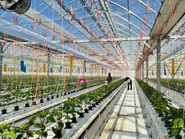 茨城県常総市にある農場の様子