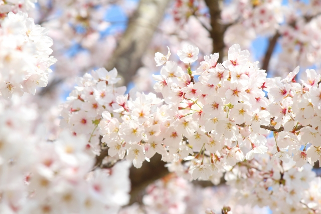 ≪column（コラム）≫ インターンDiary④ ”3月を振り返ってみて”