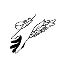 kanau mori