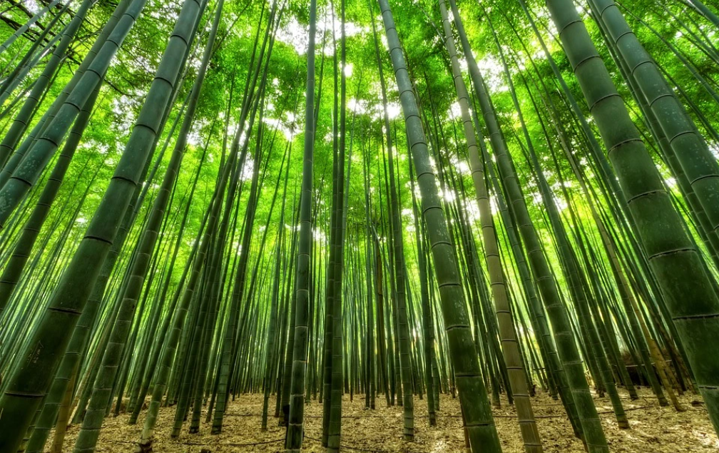 50歳を超えた私でもたぶん若い人に負けない理由～成長観について～