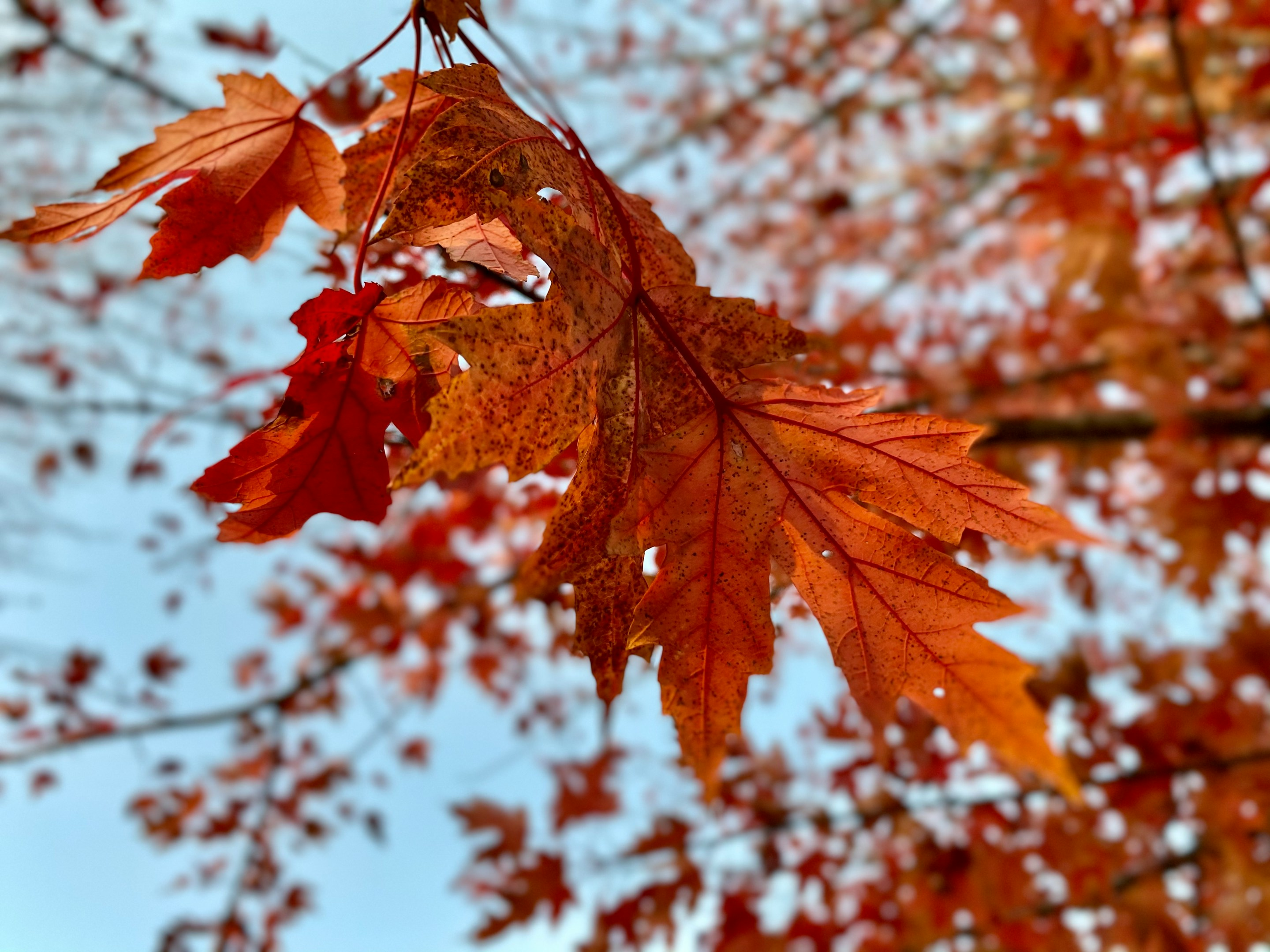 【大学生・院生向け】インターン希望者向けのオンライン会社説明会実施のご案内（11月）