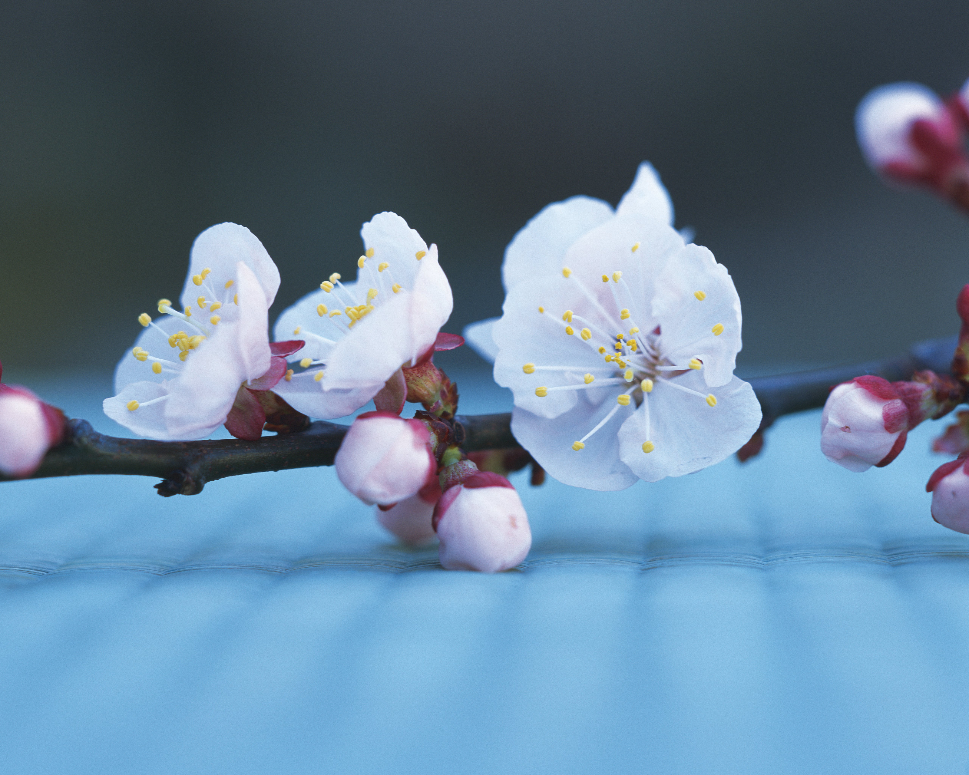 はじめましてフルーツドロップスです。