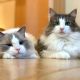 田中愛美