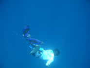 お腹のスペースを効率よくつくりだすため、時には海に潜ります。