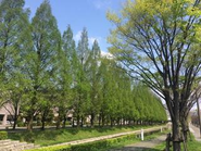 オフィス周辺には芝生の広場や季節の移ろいを感じる木々が立ち並び、リフレッシュできます