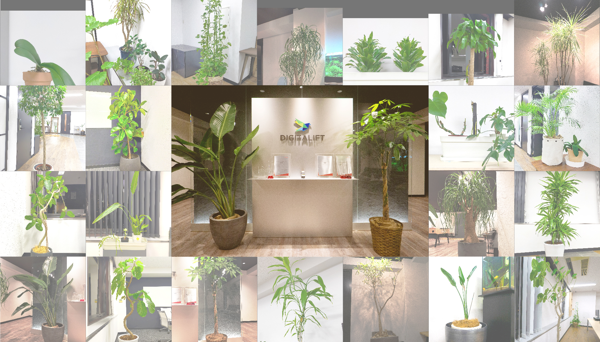 デジタリフト観葉植物図鑑