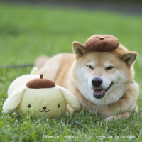 朱夏 山田さんのプロフィール