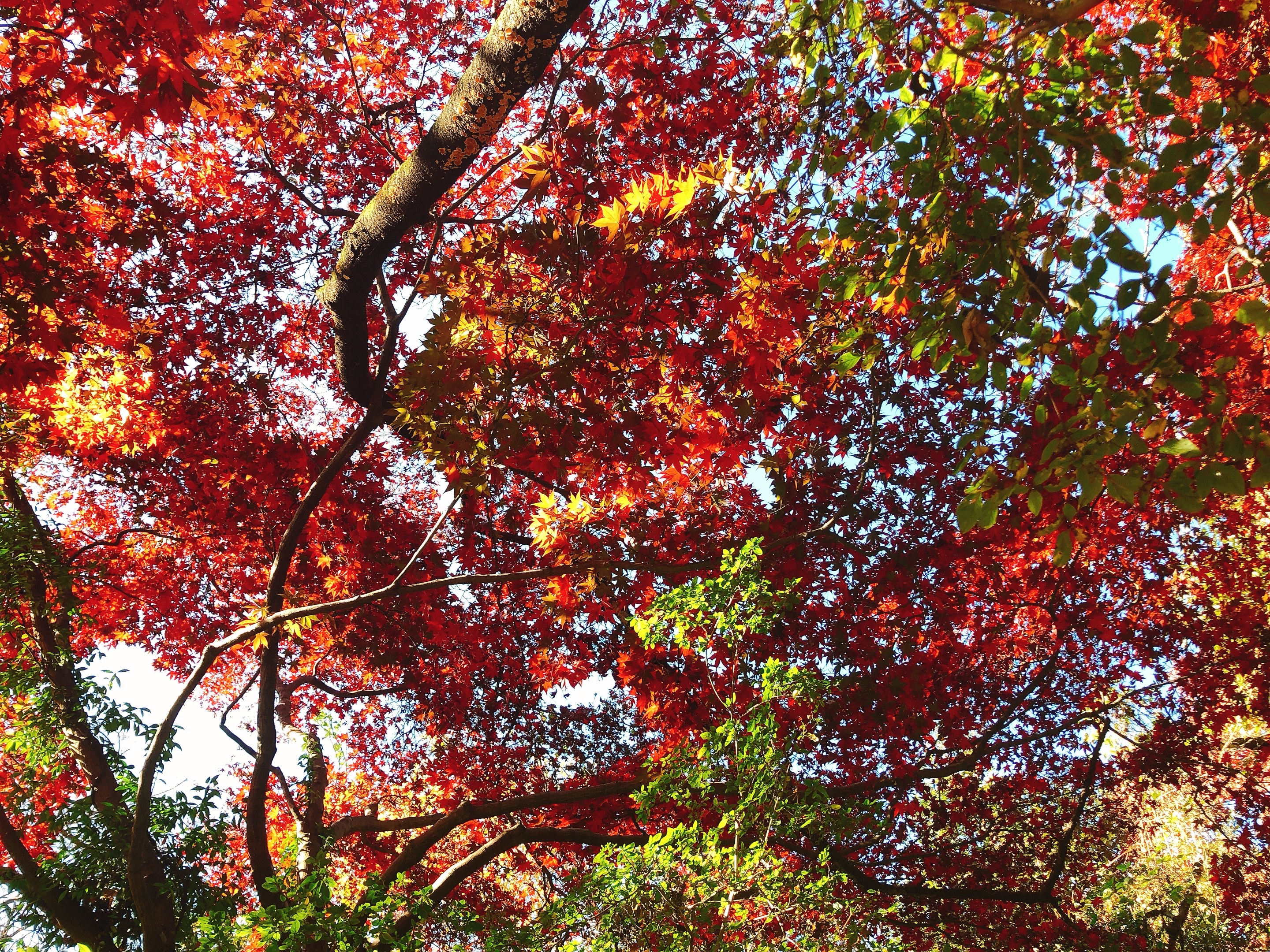 コロナ禍での受験を終えて
