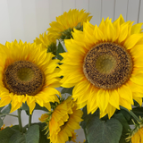 2022 中途採用担当